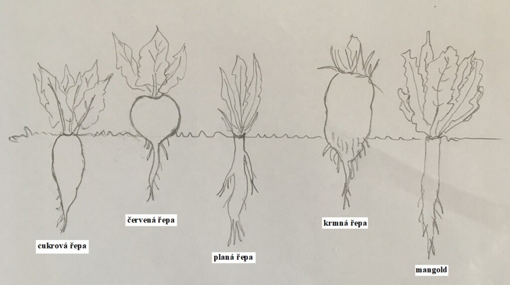 Hloubka kořenů řepy a mangoldu
