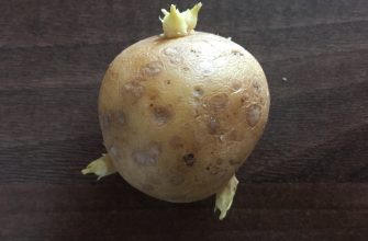 Klíčící brambor