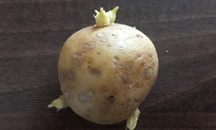 Klíčící brambor