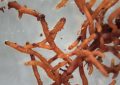 Mycorhiza