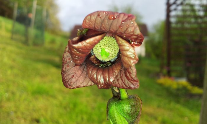 Asimina triloba