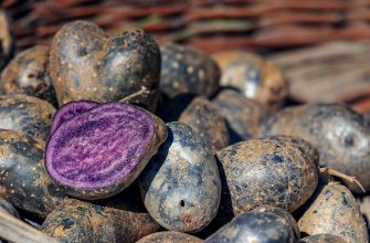 Brambory Vitelotte