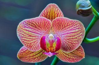 Pěstování orchidejí