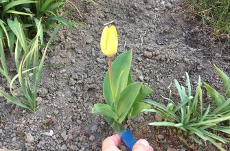Řez tulipánů
