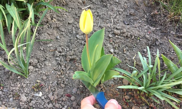 Řez tulipánů