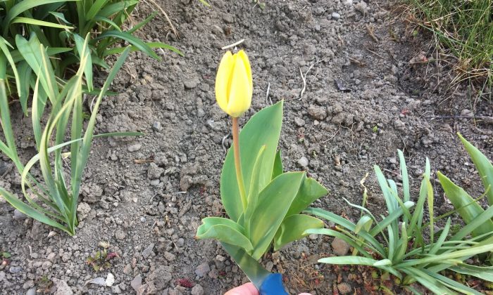 Řez tulipánů