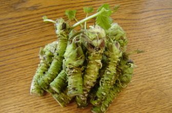 Wasabi