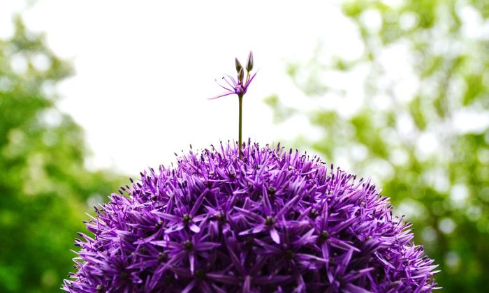 Okrasné cibule