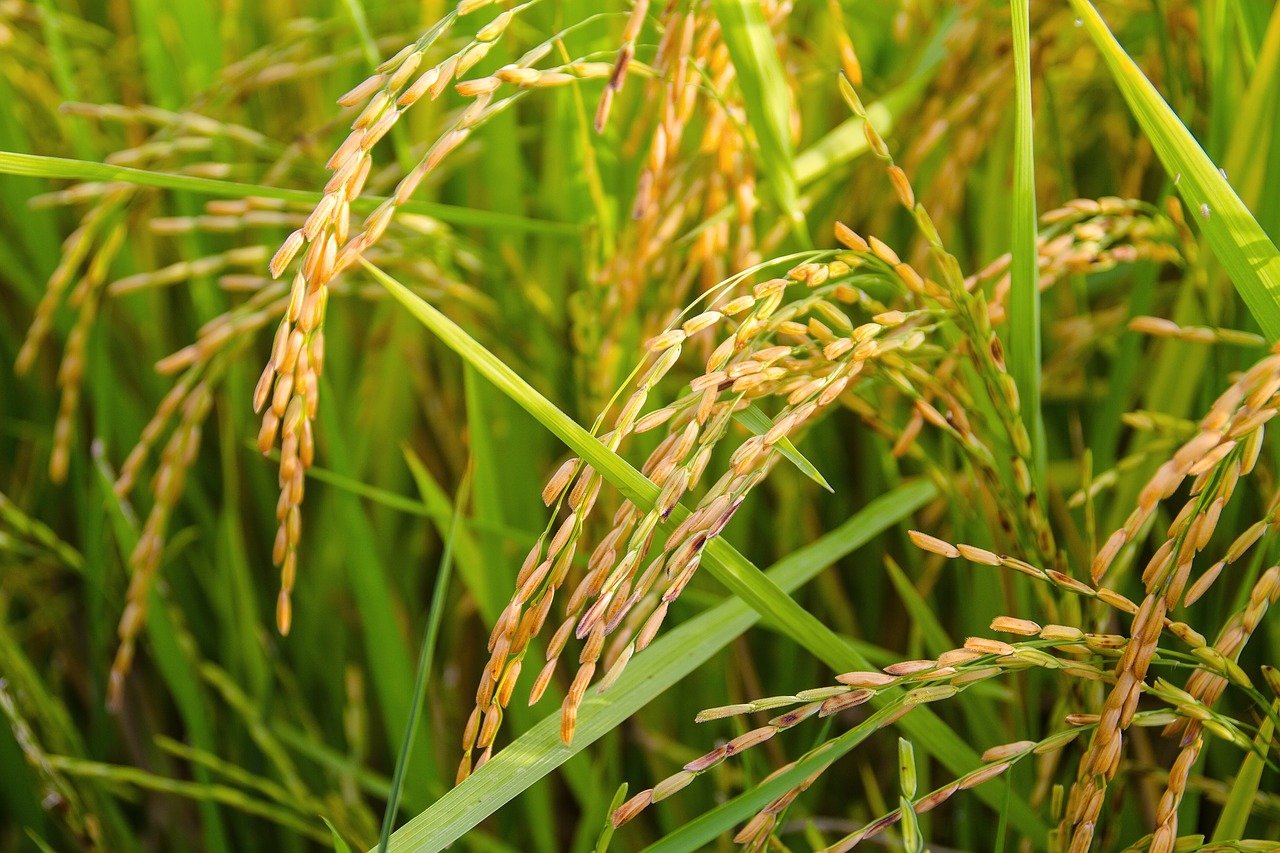 Rýžové pole