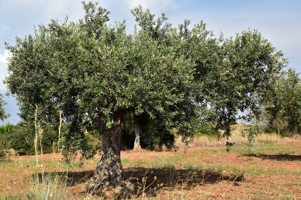 Olivovník