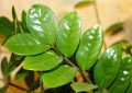 Zamiokulkas, zamioculcas, pokojová rostlina, pěstování, amoniak