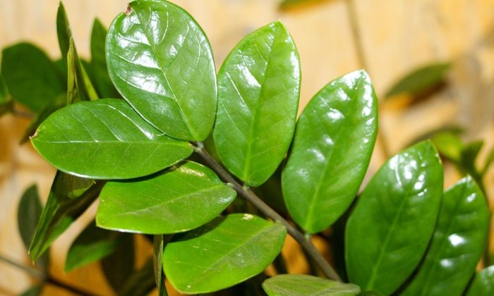 Zamiokulkas, zamioculcas, pokojová rostlina, pěstování, amoniak