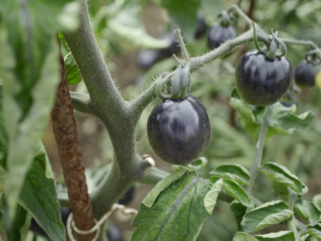 Černá rajčata