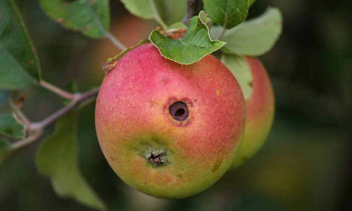 Červivé jablko