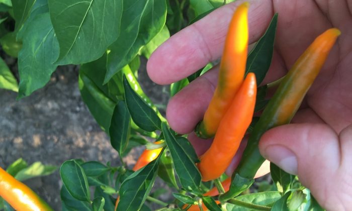 Chilli papričky