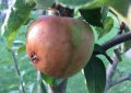 Moniliová hniloba jablek