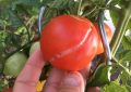 Praskání rajčat