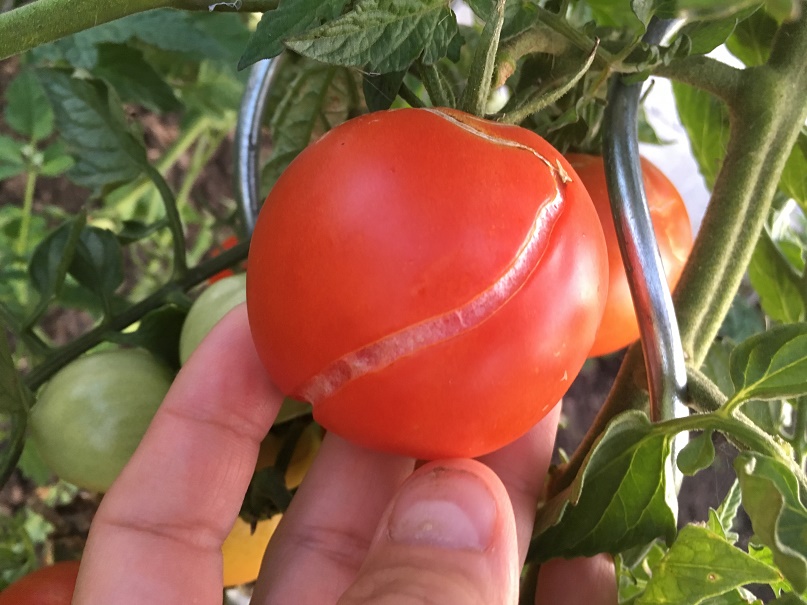 Co je příčinou praskání rajčat?