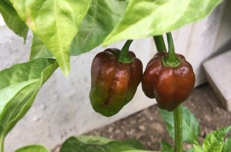 Habanero Chocolate