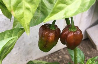 Habanero Chocolate