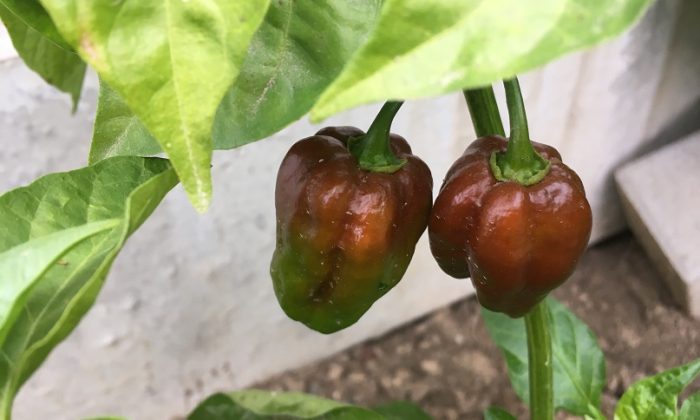 Habanero Chocolate