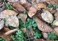 Listí z ořechu