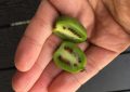 Minikiwi