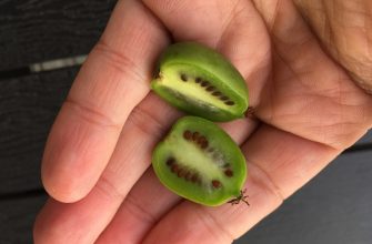 Minikiwi