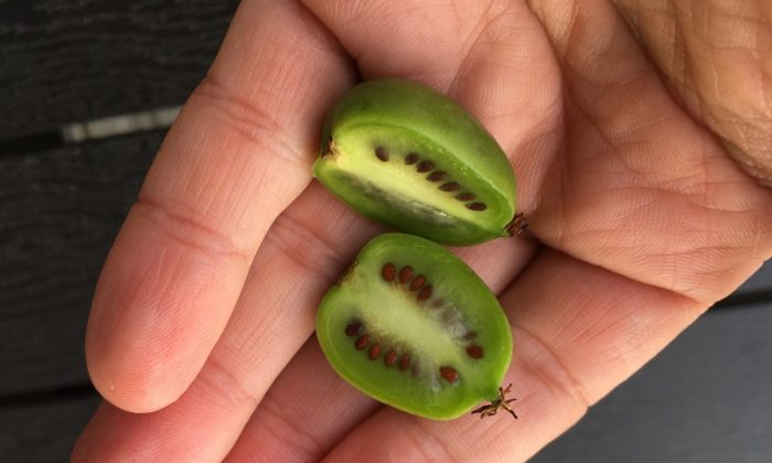 Minikiwi