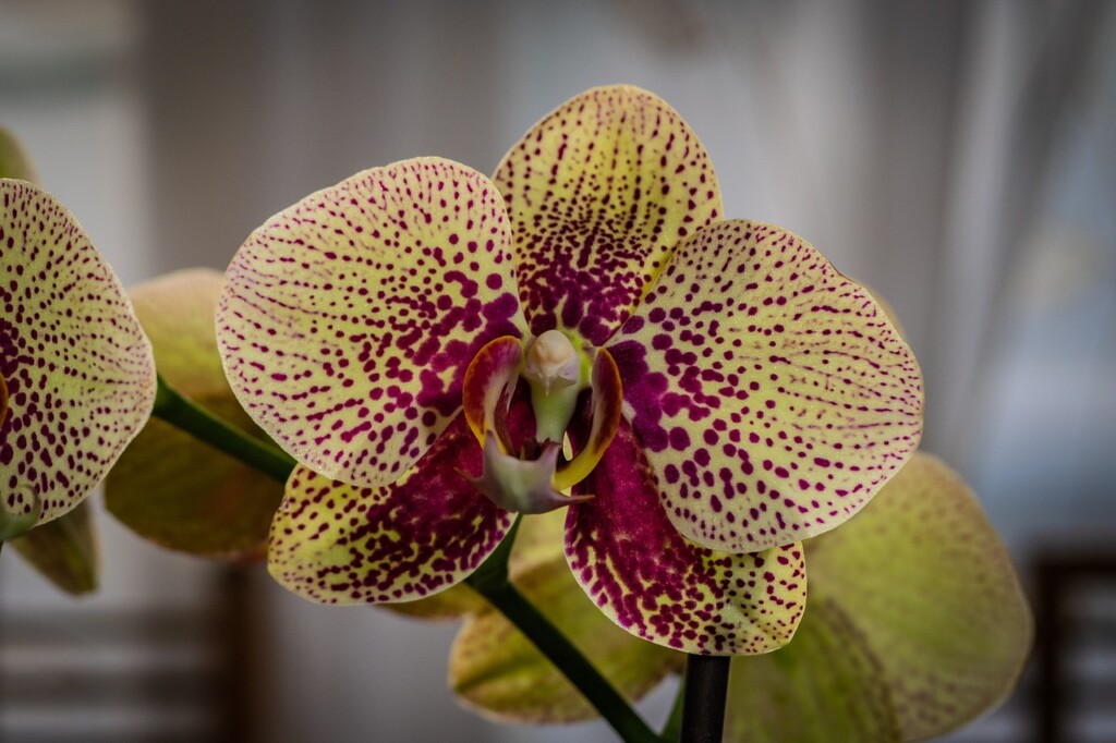 Phalaneopsis