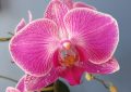 Phalaneopsis