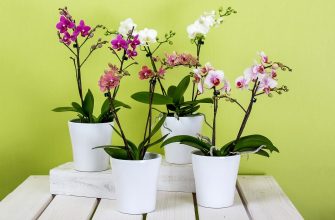 Phalaneopsis