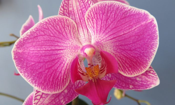 Phalaneopsis