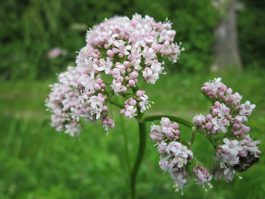 Kozlík lékařský