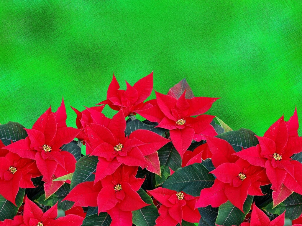 Poinsetie