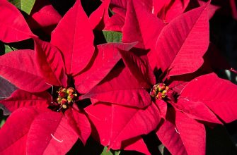 Poinsetie