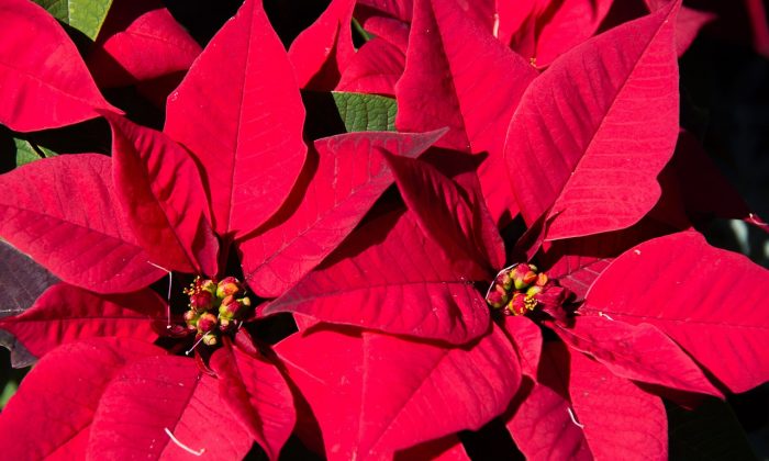 Poinsetie