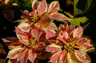 Poinsetie
