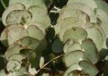 Eucalypt