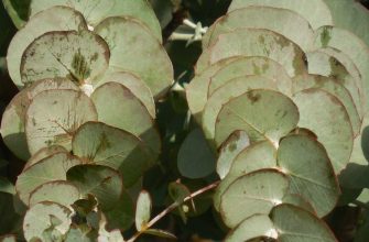 Eucalypt