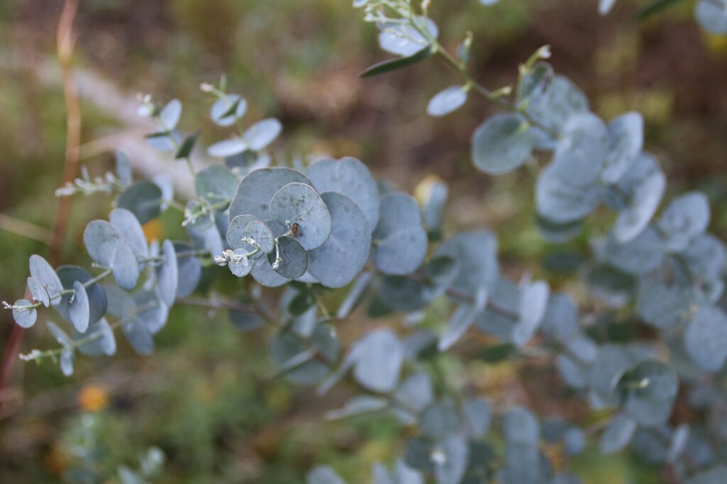 Eucalypt