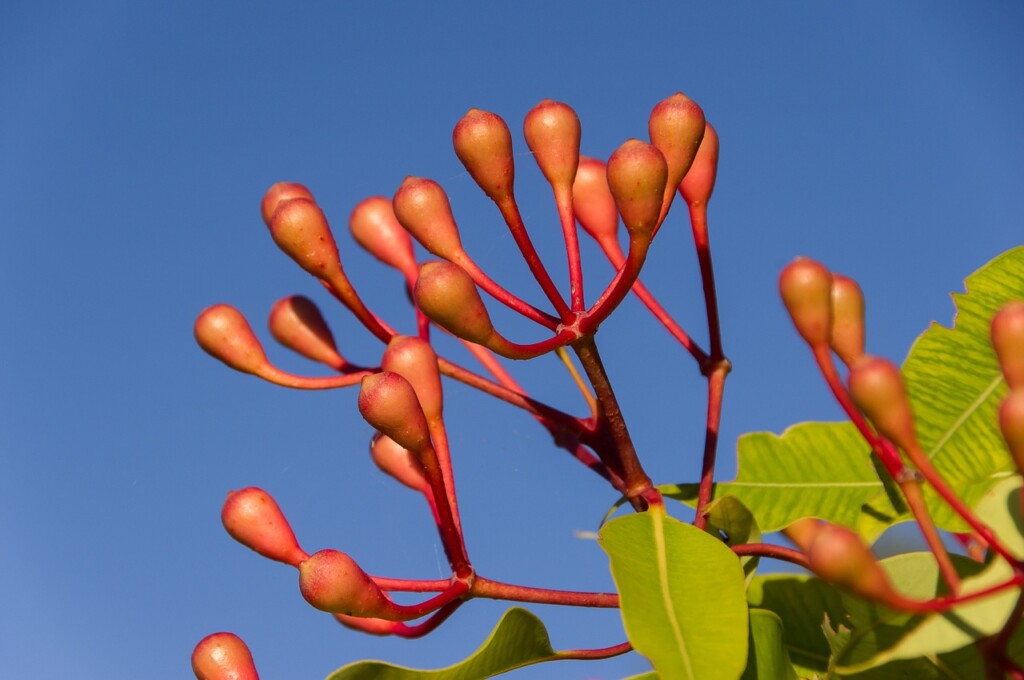 Eucalypt