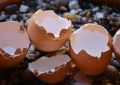 Skořápky vajec