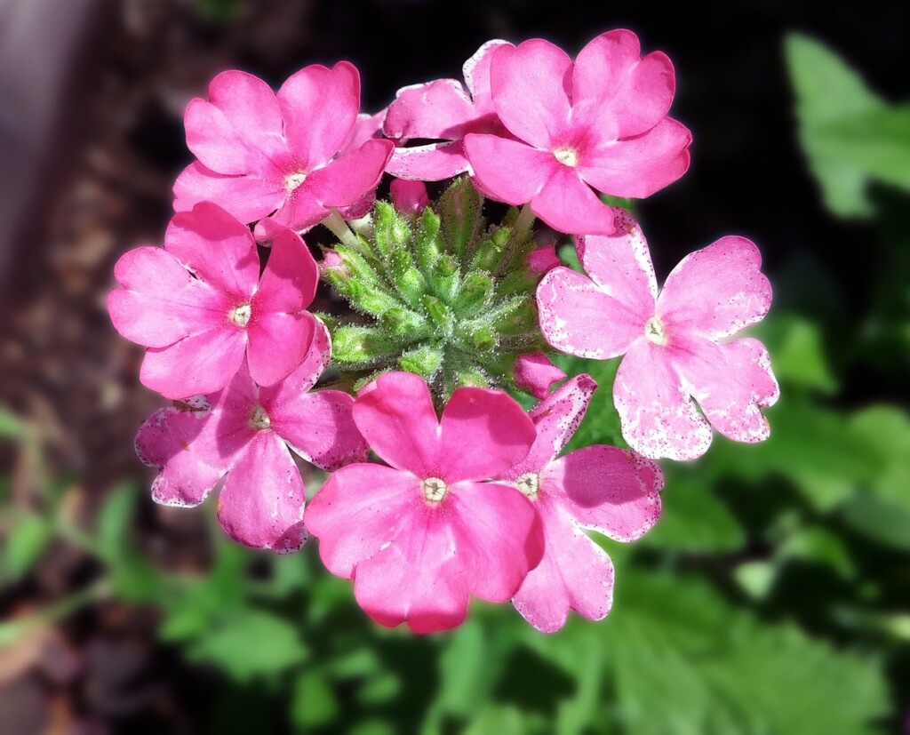 Verbena