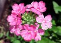 Verbena