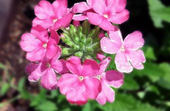 Verbena