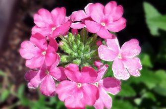 Verbena