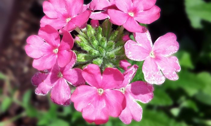 Verbena