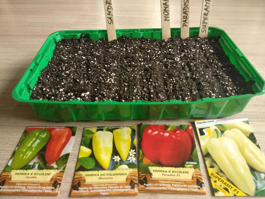 Výsev paprik