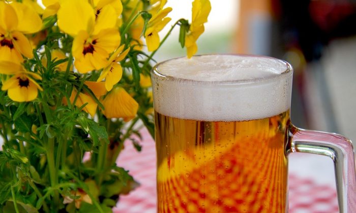 Pivo